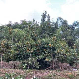 김건우님의 기타작물 · 영농일지 작성글 사진