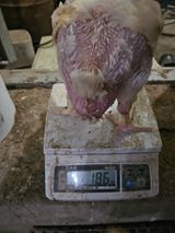 팜모닝 기타작물·영농일지 게시글 이미지