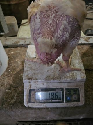 이호곤님의 기타작물 · 영농일지 작성글 사진