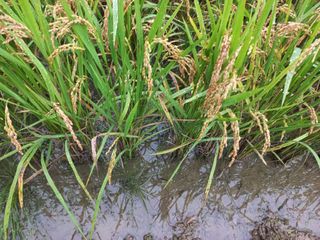 포도7969님의 벼 · 영농일지 작성글 사진