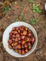 팜모닝 기타작물·영농일지 게시글 이미지