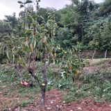 팜모닝 기타작물·영농일지 게시글 이미지