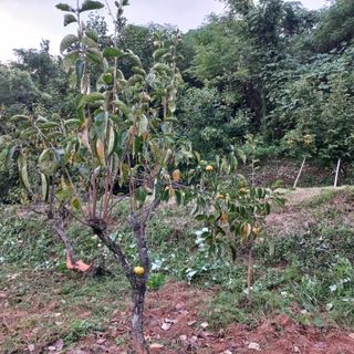 김건우님의 기타작물 · 영농일지 작성글 사진