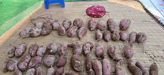 정연섭님의 고구마 · 영농일지 작성글 사진