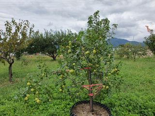 경포일출님의 기타작물 · 영농일지 작성글 사진