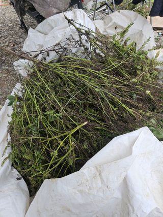 딸기11775님의 기타작물 · 영농일지 작성글 사진