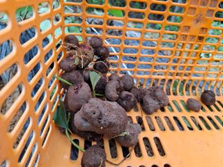 들깨 자색마 고추님의 기타작물 · 영농일지 작성글 사진