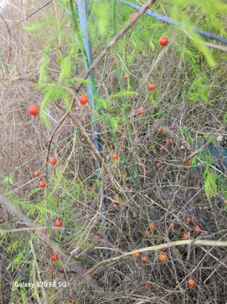 조상연님의 기타작물 · 영농일지 작성글 사진