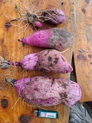 들깨 자색마 고추님의 기타작물 · 영농일지 작성글 사진