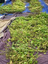 팜모닝 들깨·영농일지 게시글 이미지