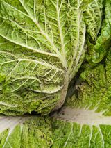 팜모닝 기타작물·영농일지 게시글 이미지