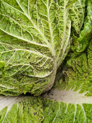 김해열님의 기타작물 · 영농일지 작성글 사진