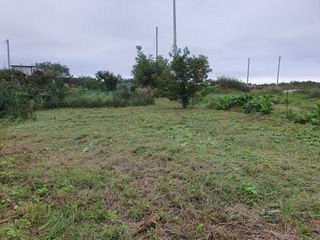 경포일출님의 기타작물 · 영농일지 작성글 사진