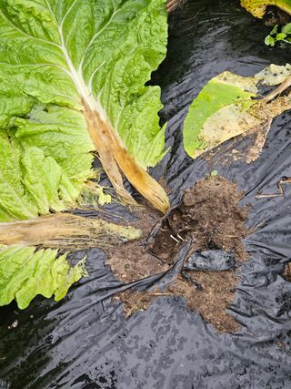 김해열님의 기타작물 · 영농일지 작성글 사진