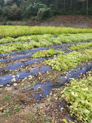이상욱님의 들깨 · 영농일지 작성글 사진