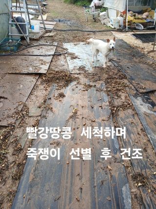 안승호님의 기타작물 · 영농일지 작성글 사진