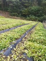 팜모닝 들깨·영농일지 게시글 이미지