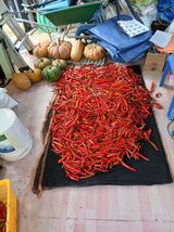 팜모닝 고추·영농일지 게시글 이미지