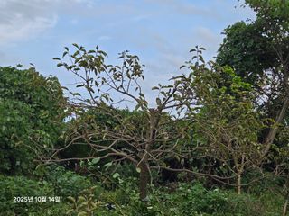 Captain김상곤님의 감 · 영농일지 작성글 사진