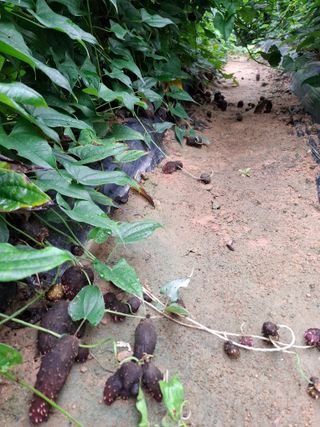 들깨 자색마 고추님의 기타작물 · 영농일지 작성글 사진