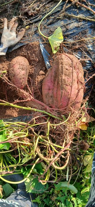 정연섭님의 고구마 · 영농일지 작성글 사진