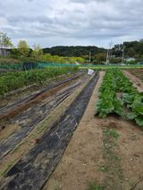 팜모닝 기타작물·영농일지 게시글 이미지