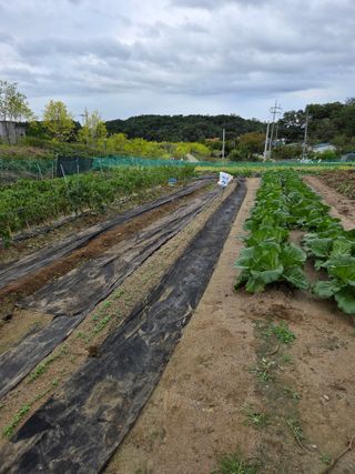 감자님의 기타작물 · 영농일지 작성글 사진