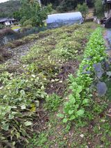 팜모닝 들깨·영농일지 게시글 이미지