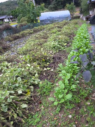 신호진님의 들깨 · 영농일지 작성글 사진