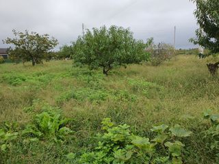 경포일출님의 기타작물 · 영농일지 작성글 사진