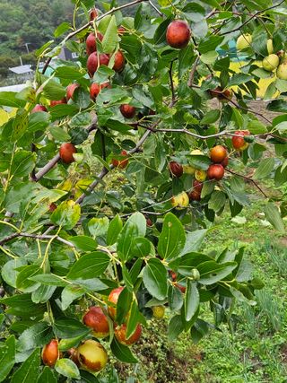 김해열님의 기타작물 · 영농일지 작성글 사진