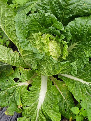 김해열님의 기타작물 · 영농일지 작성글 사진