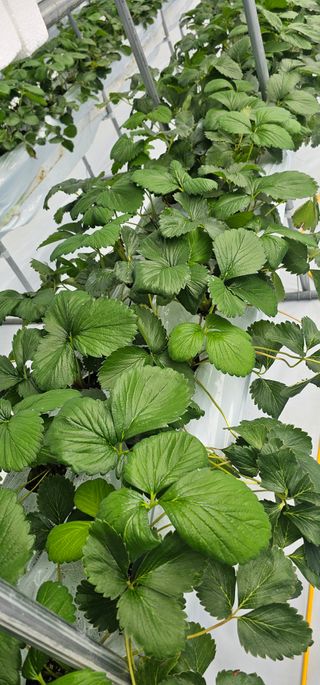 백암제이하우스님의 딸기 · 영농일지 작성글 사진