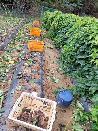 들깨 자색마 고추님의 기타작물 · 영농일지 작성글 사진