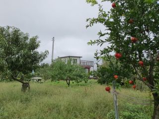 경포일출님의 기타작물 · 영농일지 작성글 사진