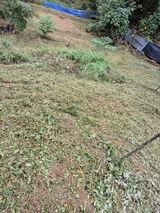 팜모닝 기타작물·영농일지 게시글 이미지