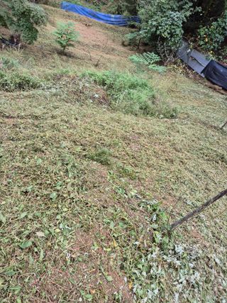 호랑이별님의 기타작물 · 영농일지 작성글 사진