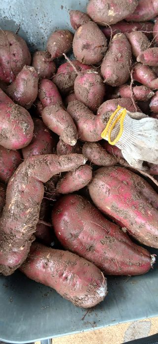 정연섭님의 고구마 · 영농일지 작성글 사진