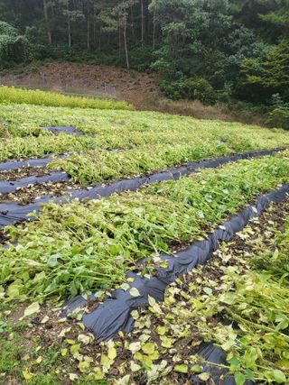 이상욱님의 들깨 · 영농일지 작성글 사진