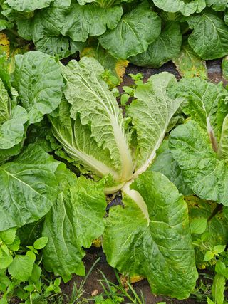 김해열님의 기타작물 · 영농일지 작성글 사진