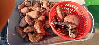 정연섭님의 고구마 · 영농일지 작성글 사진