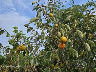 Captain김상곤님의 감 · 영농일지 작성글 사진