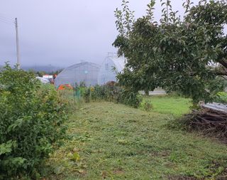 경포일출님의 기타작물 · 영농일지 작성글 사진