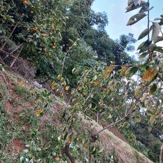 김건우님의 기타작물 · 영농일지 작성글 사진