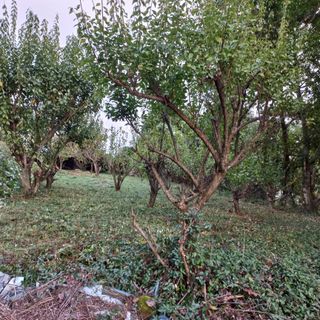 김건우님의 기타작물 · 영농일지 작성글 사진