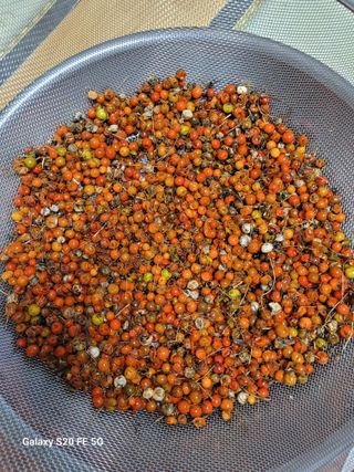 조상연님의 기타작물 · 영농일지 작성글 사진