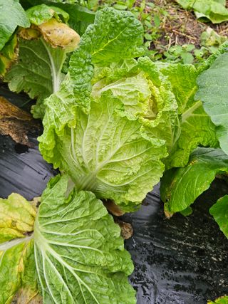 김해열님의 기타작물 · 영농일지 작성글 사진