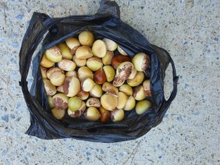 경포일출님의 기타작물 · 영농일지 작성글 사진