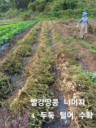 안승호님의 기타작물 · 영농일지 작성글 사진