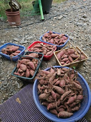 딸기11775님의 기타작물 · 영농일지 작성글 사진